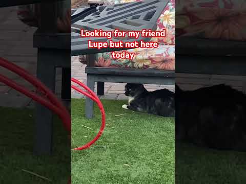 Looking for my friend Lupe but not here today #shorts