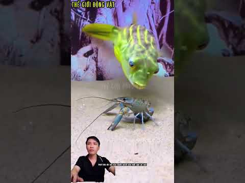 cá nóc loài săn mồi tàn bạo mà bạn chưa từng thấy.