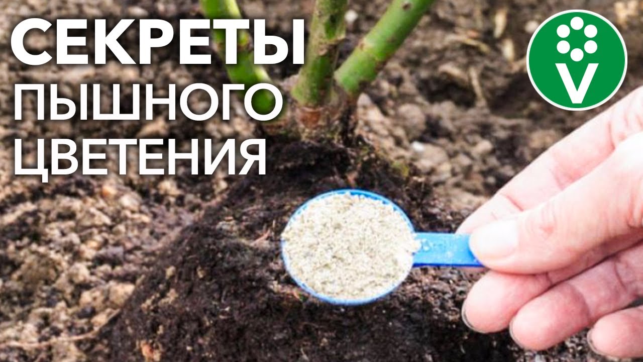 Уход за розами весной. Чем подкормить, обработать, какие побеги обрезать для пышного цветения