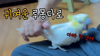 귀여운 루몽다로 일상들 🤓🐥🐦🐷