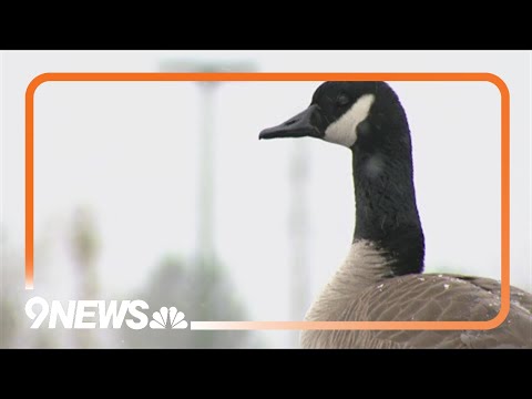 YouTube video thumbnail: 'Any Car Is Fair Game': Goose Takes Over Colorado State Patrol Academy