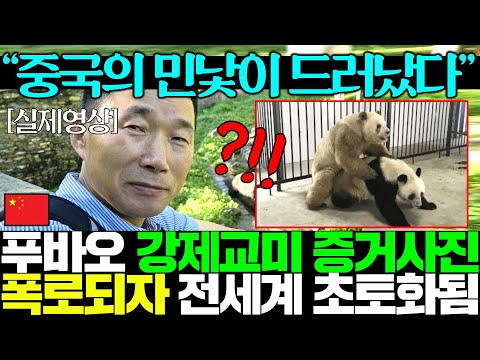 “삐쩍 말랐다..ㅠㅠ”용인 자연농원 출신 푸바오 강제교미 증거영상 폭로되자 전세계 발칵..난리난 중국..ㄷㄷ