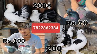 Lakha pigeon for sale kabutar Mukhi for sale fancy kabutar for sale Ak pigeons Loft 🕊️🤩