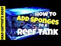 Sponge Care in Reef Aquariums