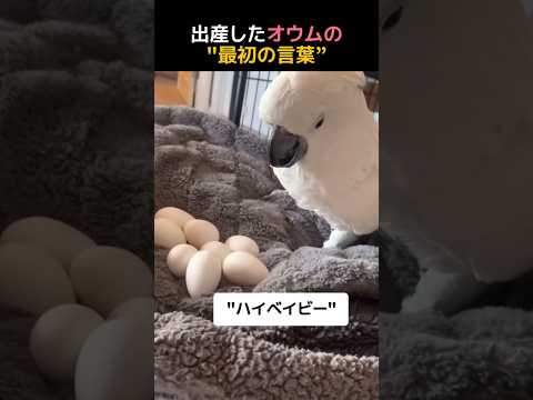 出産したオウムの“最初の言葉”