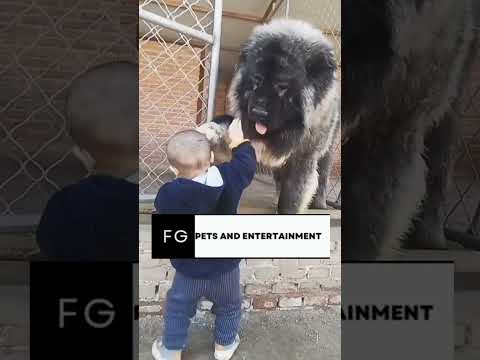 Caucasian Shepherd Bear🛑