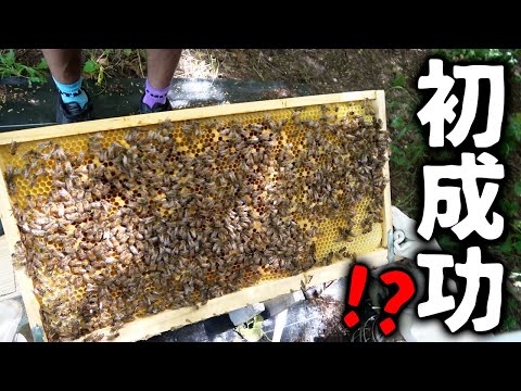 初のハチ飼育成功！夏に向けてさらに快適な環境を作りたい【養蜂26】