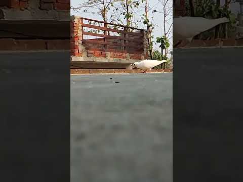#pigeon #kabutar #Livestream #kabootar #pigeon #inertia lover #birds😈🕊️😈🕊️‼️🤯‼️🤯🕊️‼️