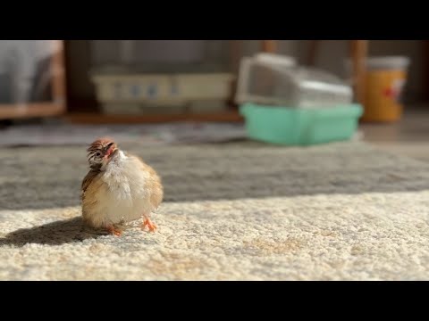 Qちゃんの砂浴びが水浴び容器でできるか検証してみたよ