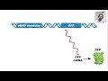 Gene Regulation and Operon Function