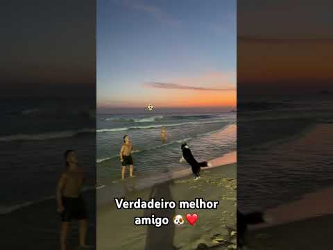 Cachorro joga demais! 😍#viralvideo #altinha #foryou #fypシ゚viral #praia