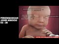 Download Video PERKEMBANGAN JANIN 7 BULAN (25 - 28 MINGGU) 02 Download Video PERKEMBANGAN JANIN 7 BULAN (25 - 28 MINGGU) 02