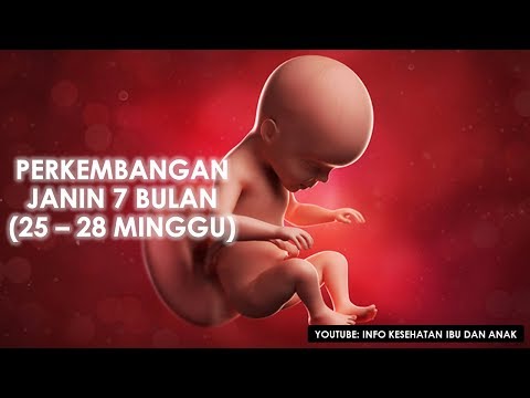 Download Video PERKEMBANGAN JANIN 7 BULAN (25 - 28 MINGGU) Download Video PERKEMBANGAN JANIN 7 BULAN (25 - 28 MINGGU)