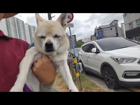 산책하다 자면 안돼여 / 7년의 기다림 <strong>포포의</strong> 맛