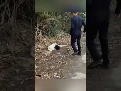 Rescue a family of dogs #rescue #dog #puppy #animalrescue