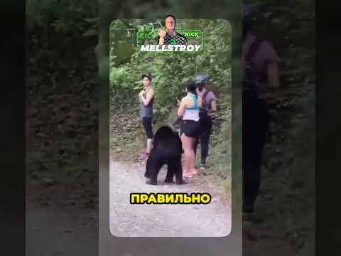 # медведь #