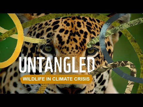 Untangled: Wildlife in the Climate Crisis