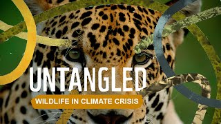 Untangled: Wildlife in the Climate Crisis