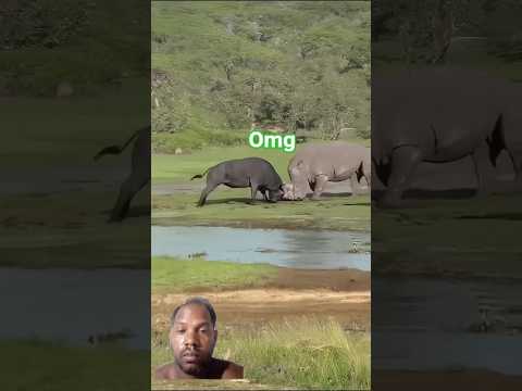 African bafolo vs strong #animals #wildlife #baffalo #shorts #youtubeshorts #shortsfeed #trending
