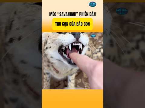 Mèo"SAVANNAL" Phiên Bản Thu Gọn Của Báo Con | Biết Thêm Chút #nhungsuthatthuvi