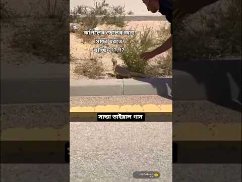 সৌদি আরবের ভাইরাল সান্ডা গান। কফিলের ছেলে #shortvideo #viralvideo #mostakim_hossen