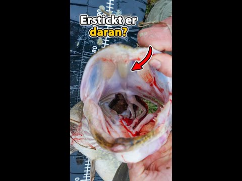 Omg Hecht frisst Aal und dann (illegal) Köderfisch #shorts