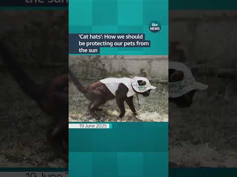 'Cat hats': How we should be protecting our pets from the sun | ITV News