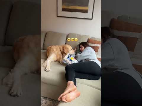 The potty mouth is real #dogshorts #goldenretriever #puppy #dogs #puppies #funnyvideos