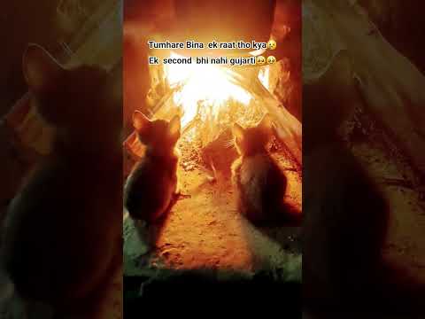 Me to my cat-Kaha jayenge tumhe chodkar🥹Tumhare Bina tho ek second nahi gujarta❤️#cat #callover