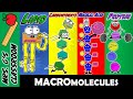 Exploring the 4 Major Macromolecules and Their Functions