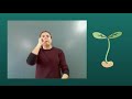 Legumes and Agriculture in Sevilla
