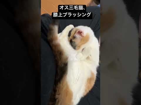 オス三毛猫、膝上甘えとブラッシング #cat #猫 #ねこ #animal #cute #猫のいる暮らし #オス三毛猫 #shorts