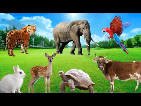 Natural Animal Sounds: Tiger, Elephant, Horse, Deer, Cow, Parrot, Tortoise