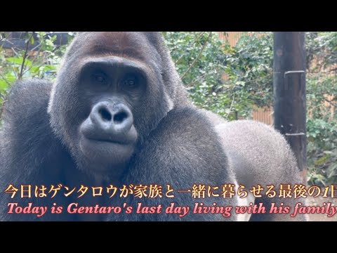 今日はゲンタロウが家族と一緒に暮らせる最後の日です⭐️ゴリラGorilla【京都市動物園】Today is Gentaro's last day living with his family.