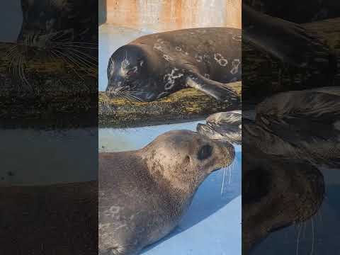 猫の動画サムネイル - 流木を抱き枕みたいにしているゼニガタアザラシ「エム」