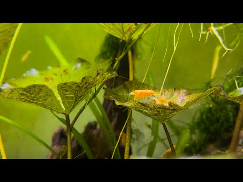 Orange mix neocaridina shrimp planted tank Peaceful and relaxing video of my planted  shrimp tank hope you enjoy and it brings you joy