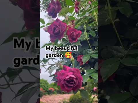 Beautiful home garden #garden #nature #entrancedecor #plants #flowers #youtube #shorts