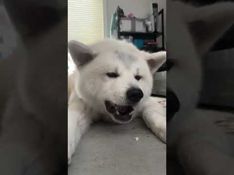 #akitainu ガムをもらった秋田犬