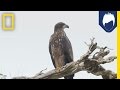 Bertie Gregory's Wildlife Webseries