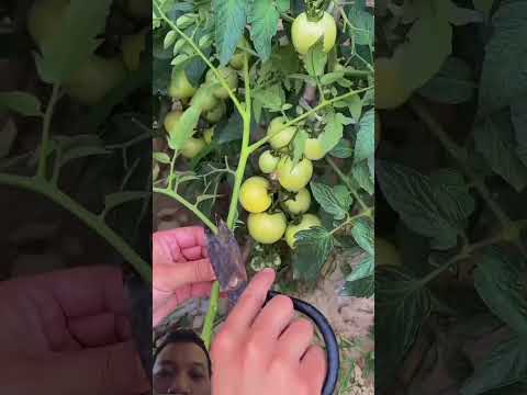 trồng cà chua #garden