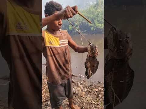 ikan gastor/gabus merauke #shorts