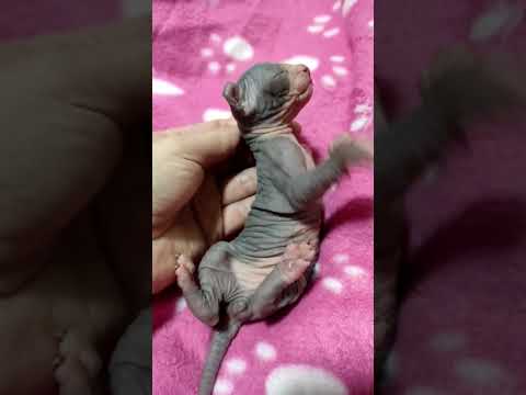 #cat así sujetan a sus crías los gatos y perros