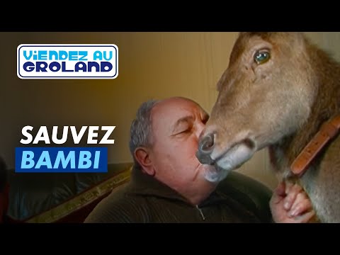 Sauvez Bambi - Groland - CANAL+