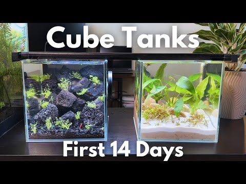 Once Garbage, Now Aquascapes - My Two Cube Tanks These are small cube tanks that sat outside for months and I wanted to bring them back to life!
I cl