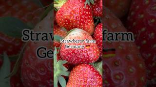 Strawberry plucking at Farm Germany 🇩🇪 #strawberry #farm #germany#shortviral