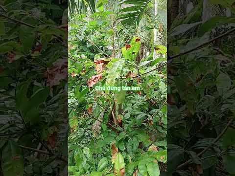 Chú đừng tán em