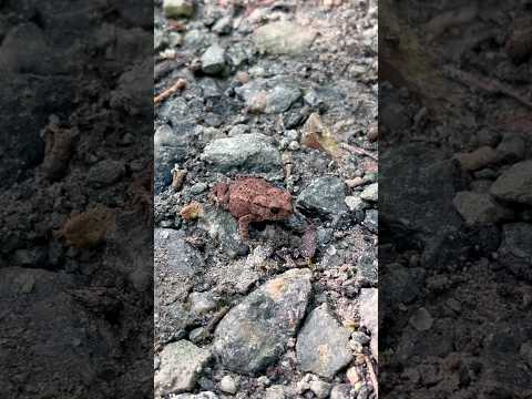 Ab in den Wald!🥰 Welche Kröte bzw. welcher Frosch ist das?🤔 #wald #frösche #kröte