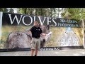 Understanding Wolf Pack Dynamics