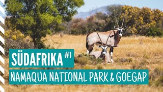 🇿🇦 NAMAQUA NATIONAL PARK IN SÜDAFRIKA - WANDERUNG BEI 40°C IM SCHATTEN 🇿🇦