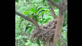 shrike bird feeding its baby